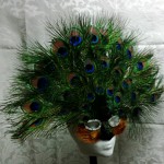 top_peacock_feathers